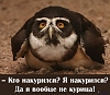     
: sova_125.jpg
: 1637
:	61.2 
ID:	7624